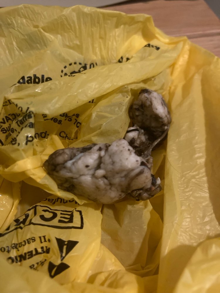 Giftköder-Giftköder-Profilbild