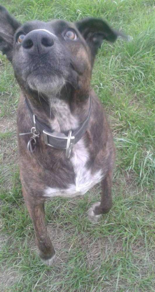 Wir bekommen einen BardinoMix! Wer hat auch einen ? 🐶 🤗 Rasse