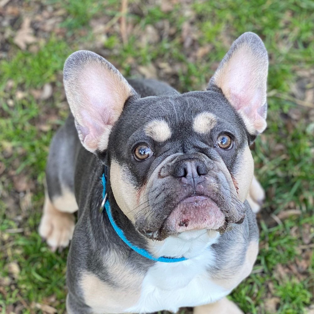 Hundetreffen-Gassi gehen 🐶🐶-Profilbild