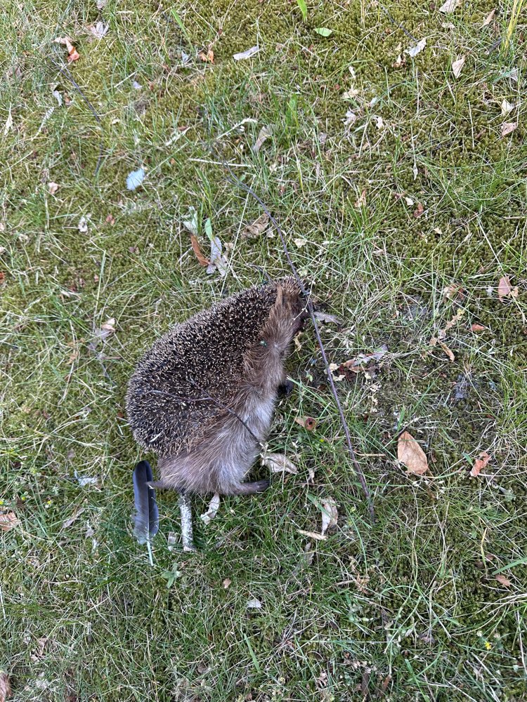 Giftköder-Kadavar am Straßenrand-Profilbild