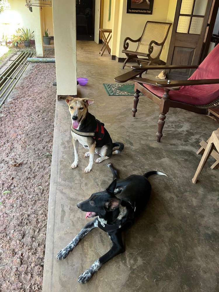 Hundetreffen-Zwei Rabauken suchen Spielfreunde-Profilbild