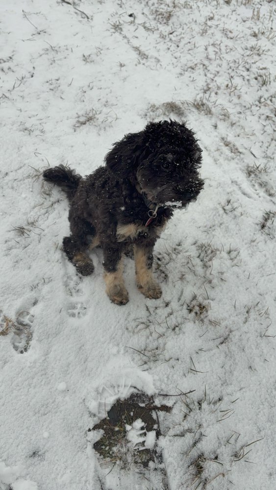 Hundetreffen-Spielen / Training-Profilbild