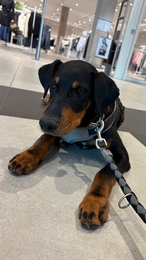 Hundetreffen-Hundekontakt / Social Walk-Profilbild