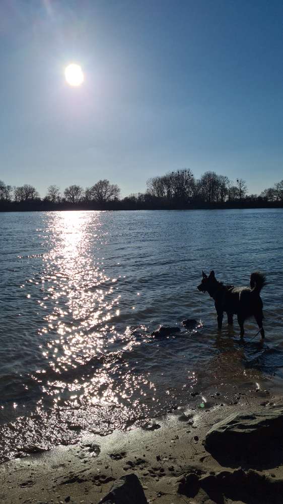 Hundetreffen-Gassirunden/Spielpartner/Sozialkontakte zum trainieren-Profilbild