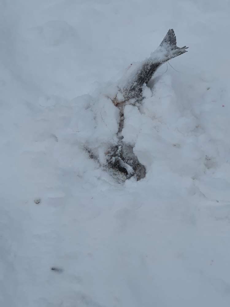 Giftköder-Große Fische im Schnee-Profilbild