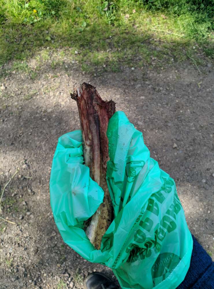 Giftköder-Herumliegender Knochen-Profilbild