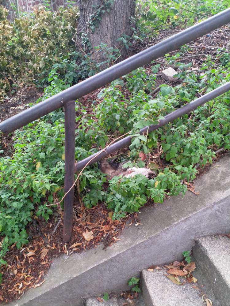 Giftköder-Tierkadaver-Profilbild