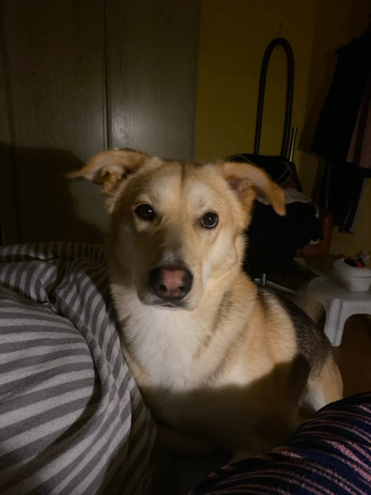 Hundetreffen-Zutrauen zu anderen Hunden finden-Profilbild