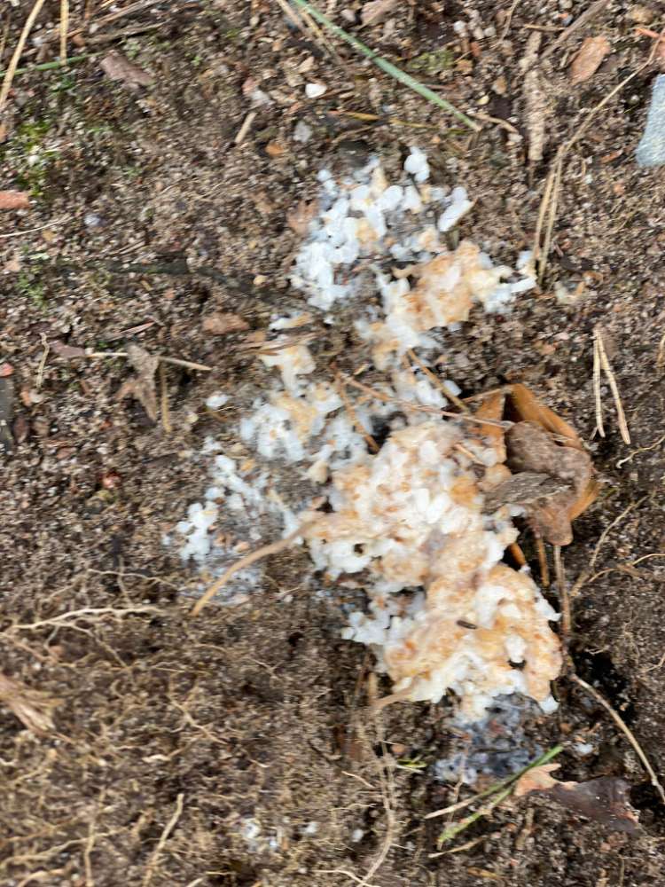 Giftköder-Vermutlich mehrere plazierte Giftköder-Profilbild