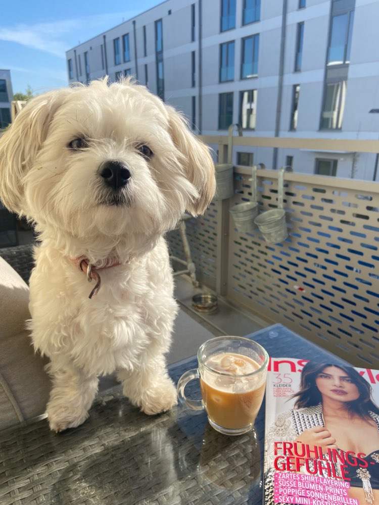 Hundetreffen-Gisela sucht Hunde Spiel- und Gassigeh Freunde-Profilbild