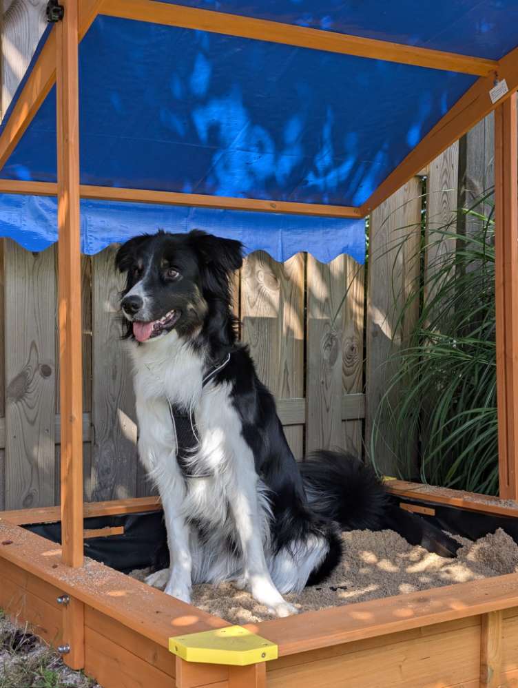 Hundetreffen-Spielrunde mittelgroße Hunde-Profilbild