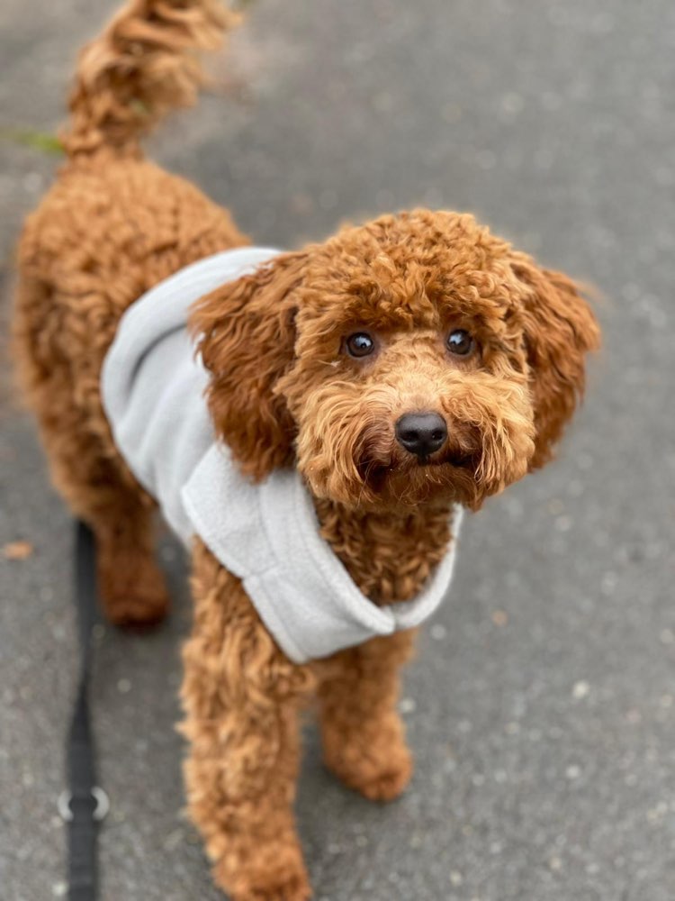 Hundetreffen-Playdate-Profilbild