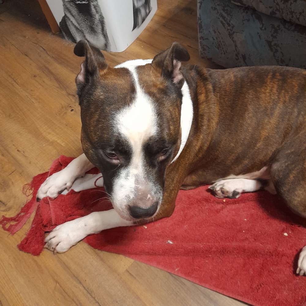 Hundetreffen-Gemeinsame kleine bis mittlere Spaziergaenge Nähe 7013 Klingenbach-Profilbild