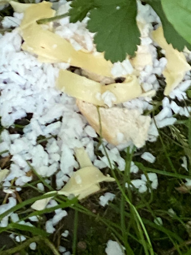 Giftköder-Vermutlich Giftköder-Profilbild