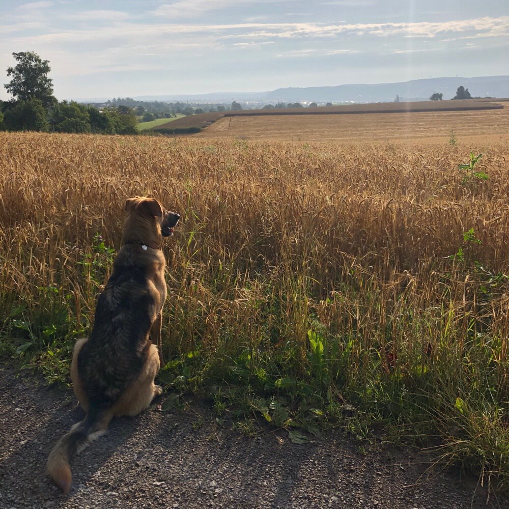 Hundetreffen-Spielen in Kuppingen (und Umgebung)-Profilbild