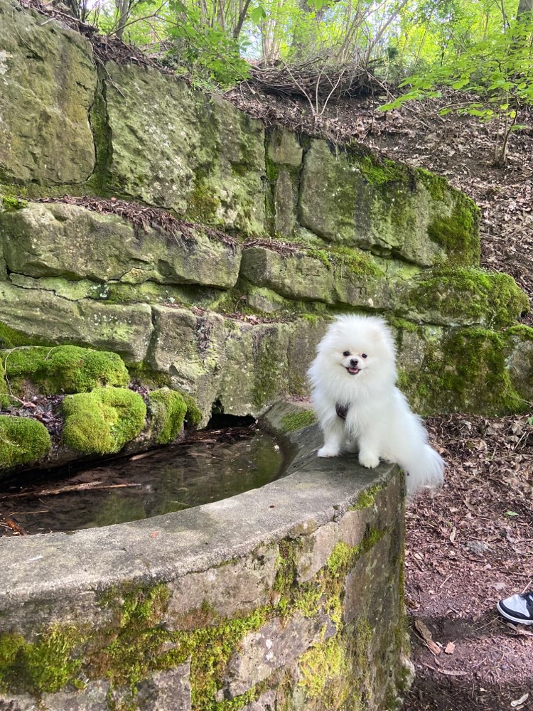 Hundetreffen-Spielerunde-Profilbild