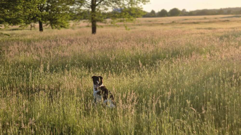Hundetreffen-Drachenwiese Karlsruhe-Profilbild