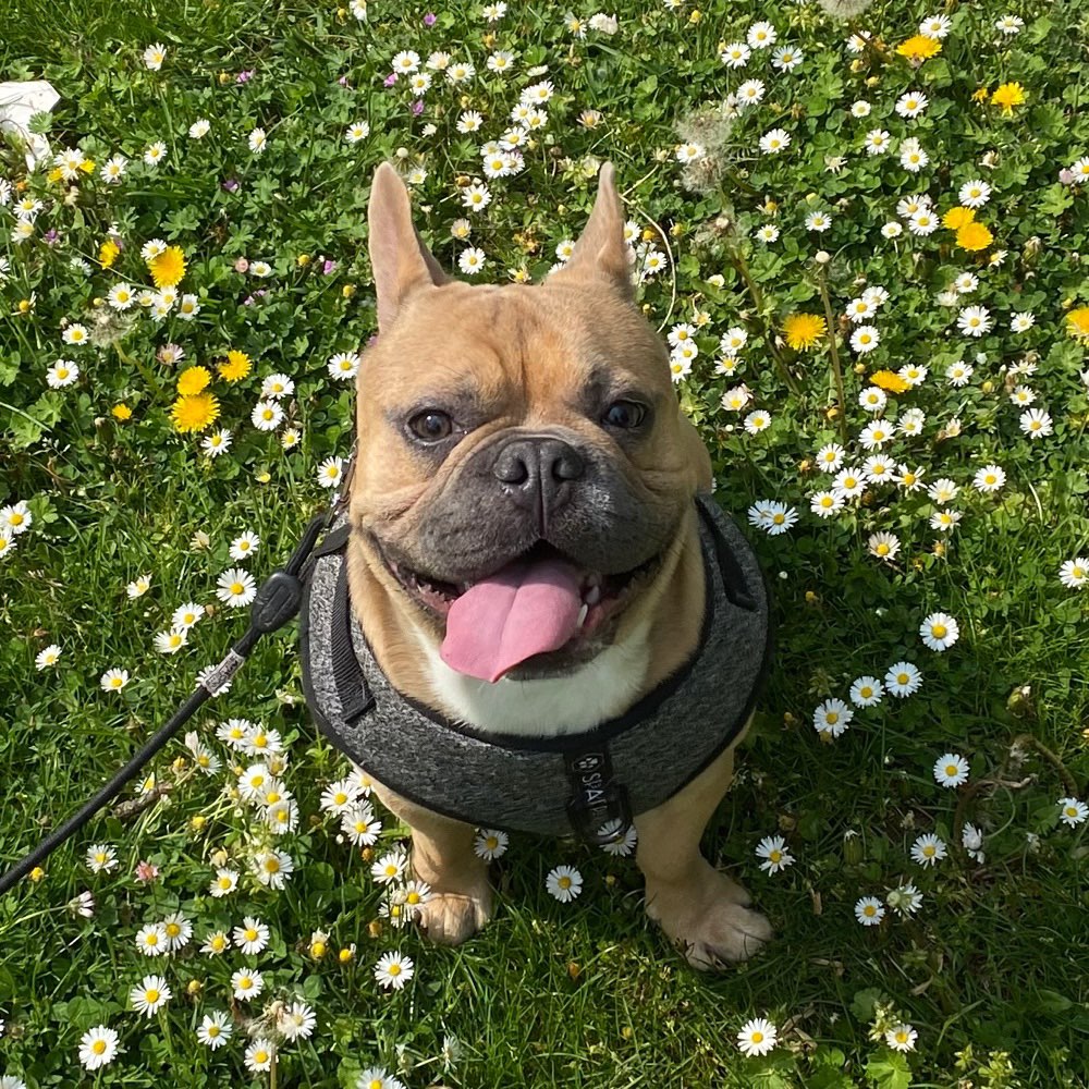 Hundetreffen-Gemeinsames Bullytreff für spielen und gassi gehen-Profilbild