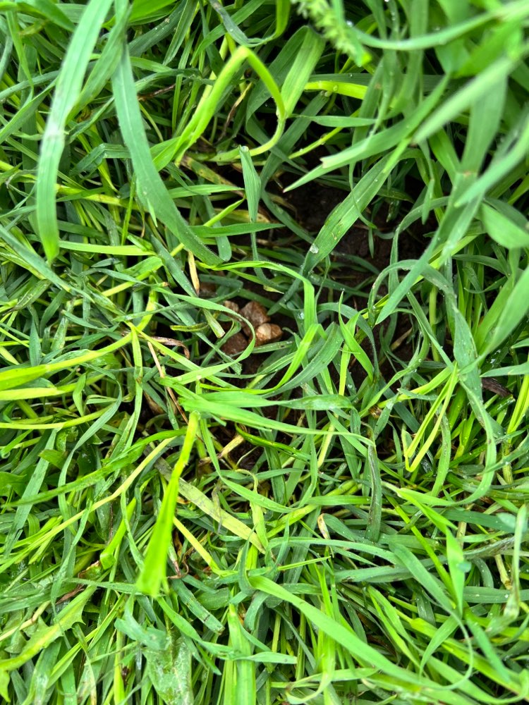 Giftköder-Leckerli / Futterwürfel Haufen-Profilbild