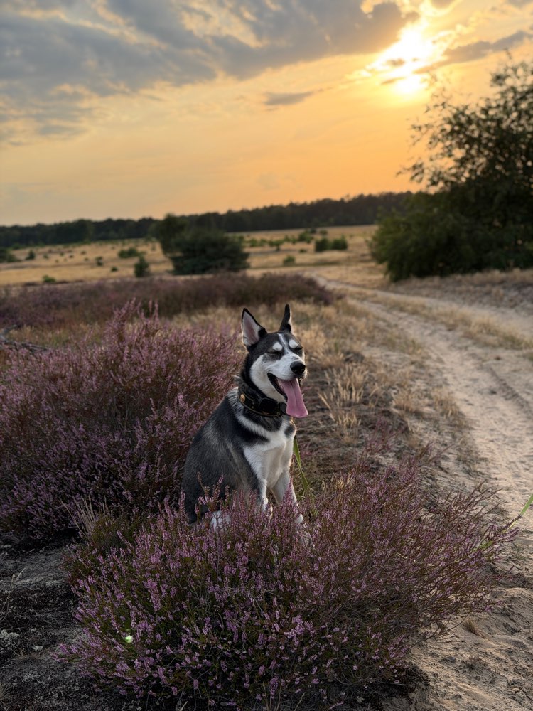 Hundetreffen-Spielerunde im Auslaufgebiet Wildau-Profilbild