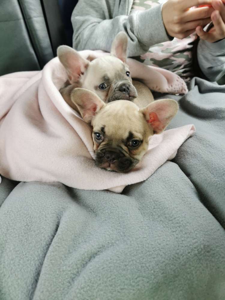 Hundetreffen-Welpentreffen Raum Marbach am Neckar-Profilbild