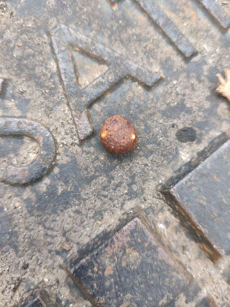 Giftköder-Verstreutes Trockenfutter-Profilbild