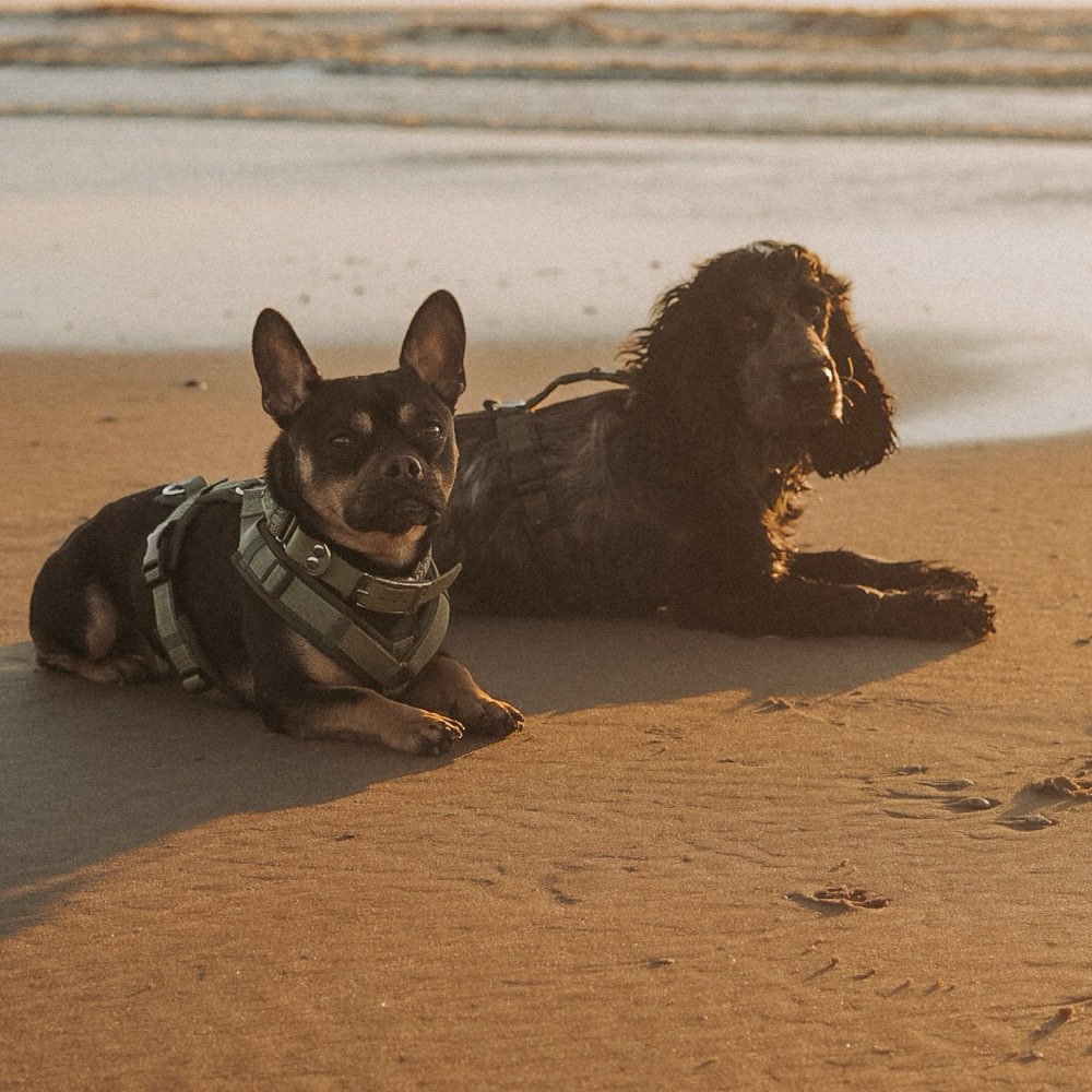 Hundetreffen-Gassirunde an der Leine /Social Walk-Profilbild
