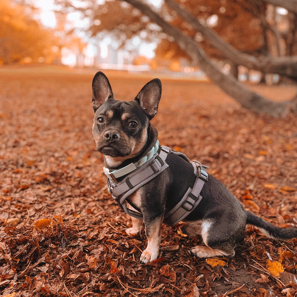 Hundetreffen-Kleinhundetreffen-Profilbild