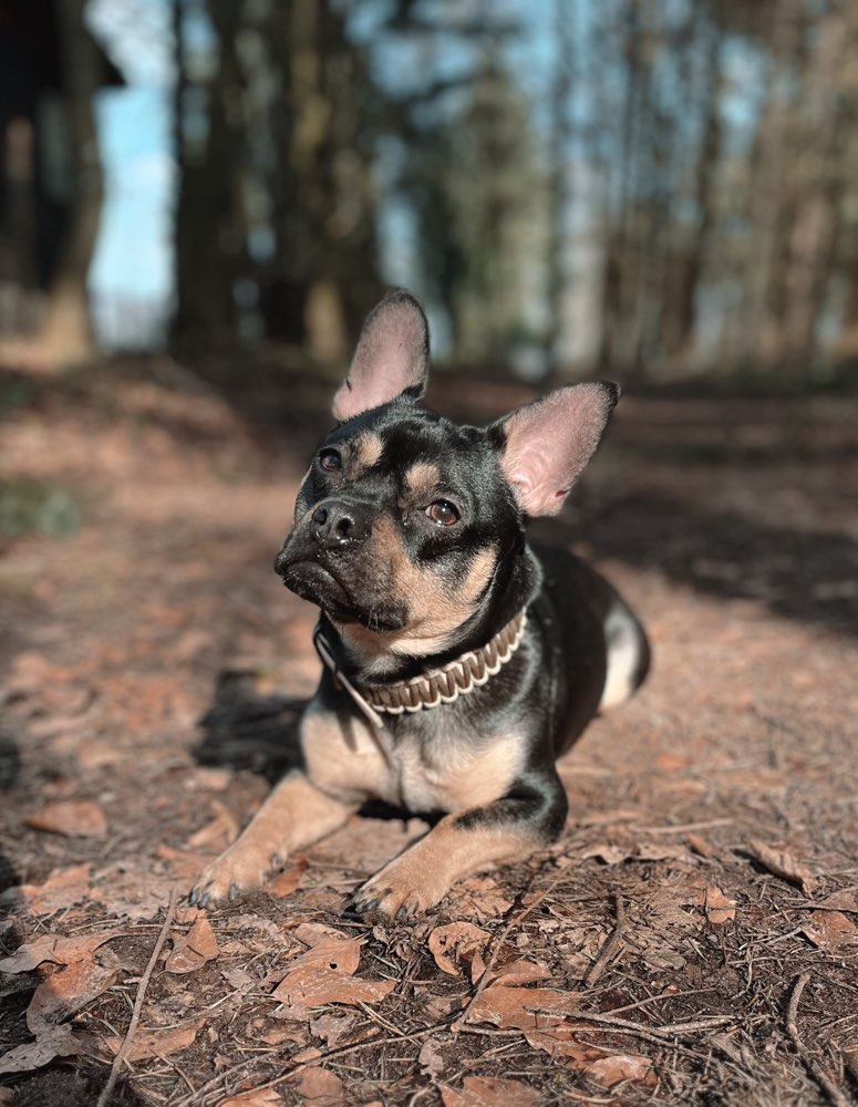 Hundetreffen-Gassirunde an der Leine /Social Walk-Profilbild