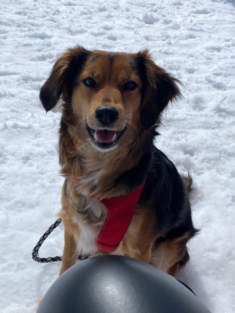 Hundetreffen-Emma (und ich) sucht neue Freunde-Profilbild