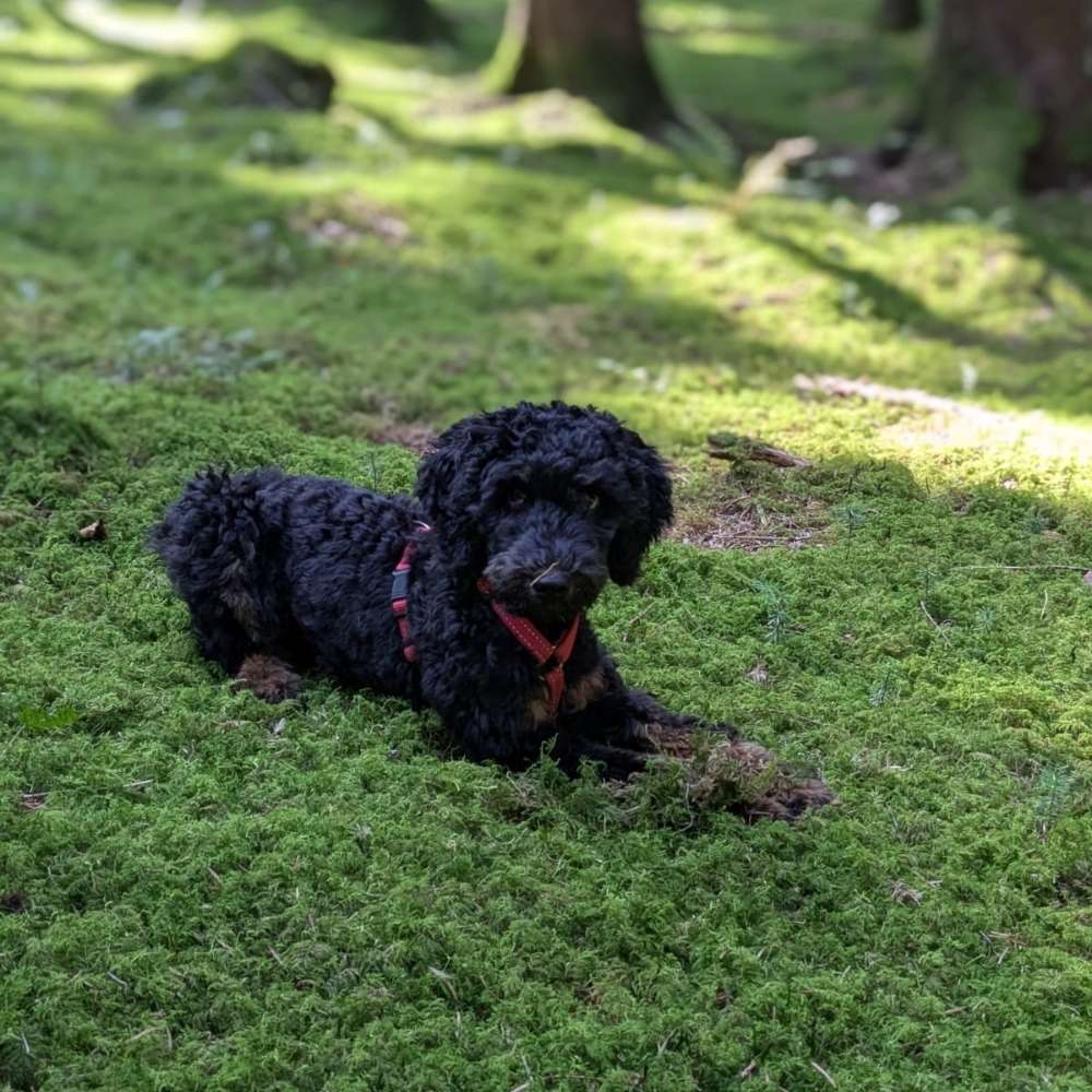 Hundetreffen-Spieletreff-Profilbild