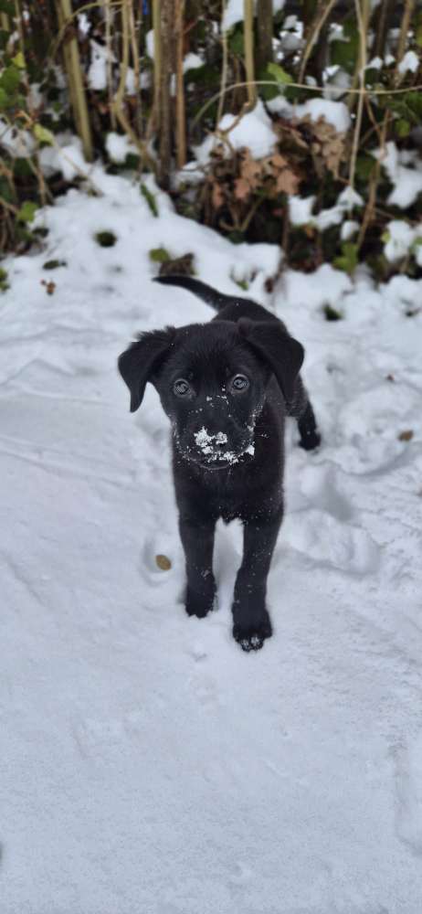 Hundetreffen-Freunde finden 😊 Spielen, Gassi, Lernen 😊-Profilbild