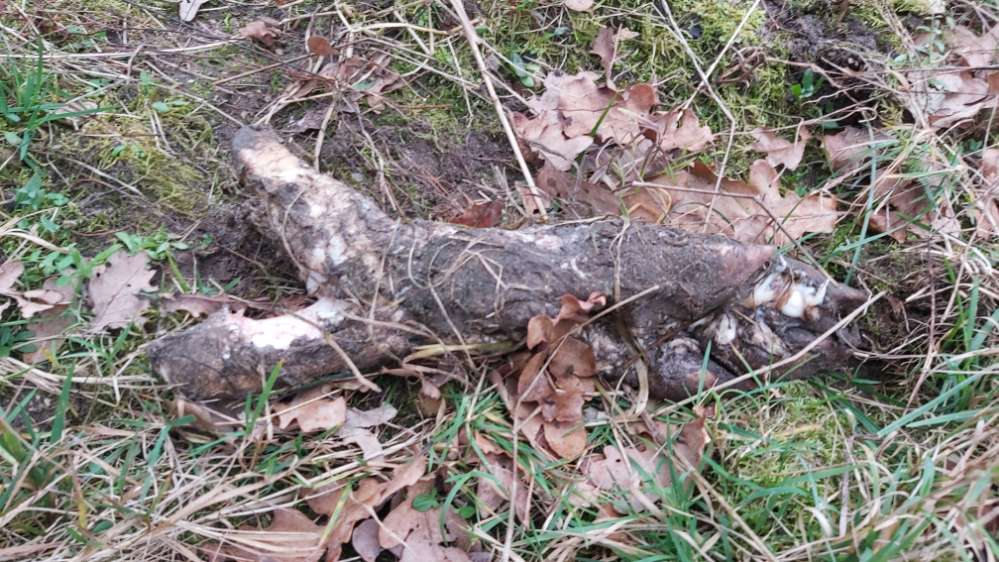 Giftköder-Abgesägtes Schweinebein auf Weyerberg-Profilbild