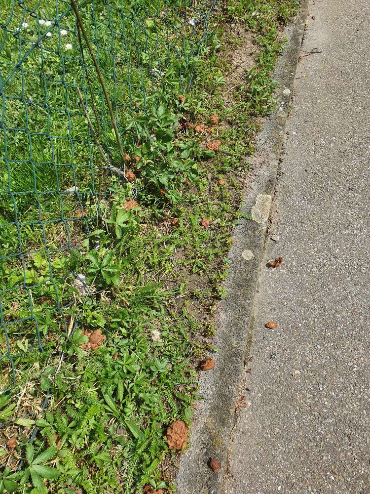 Giftköder-Fleisch & Brotstücke (evtl. Giftköder)-Profilbild