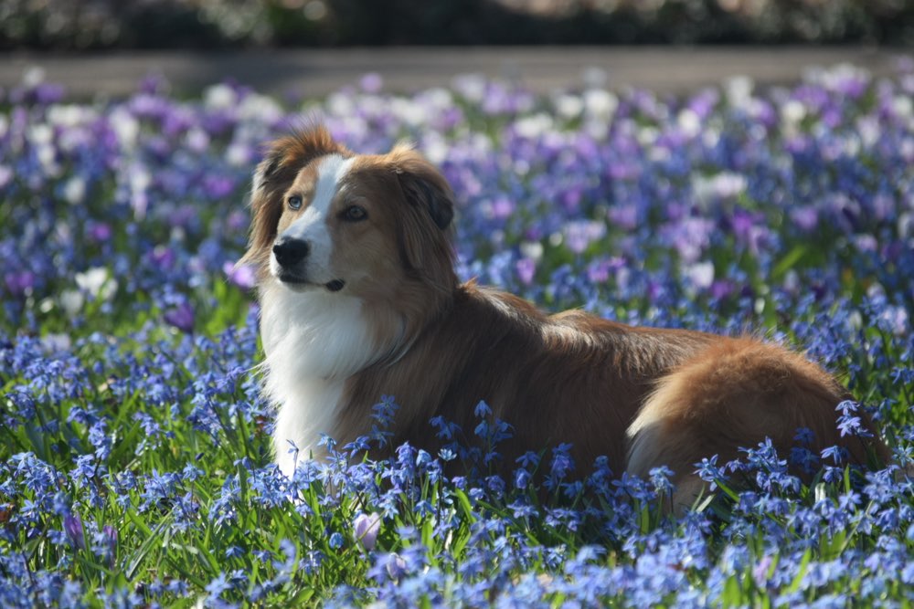 Hundetreffen-Fotos machen -> Hobbyfotografin-Profilbild
