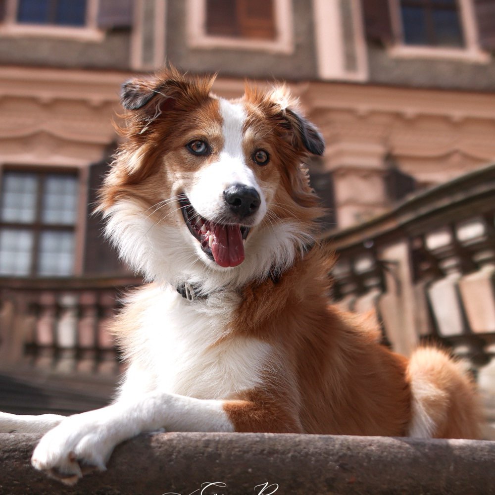 Hundetreffen-Spielkamerad und Gassifreunde gesucht 🌸-Profilbild