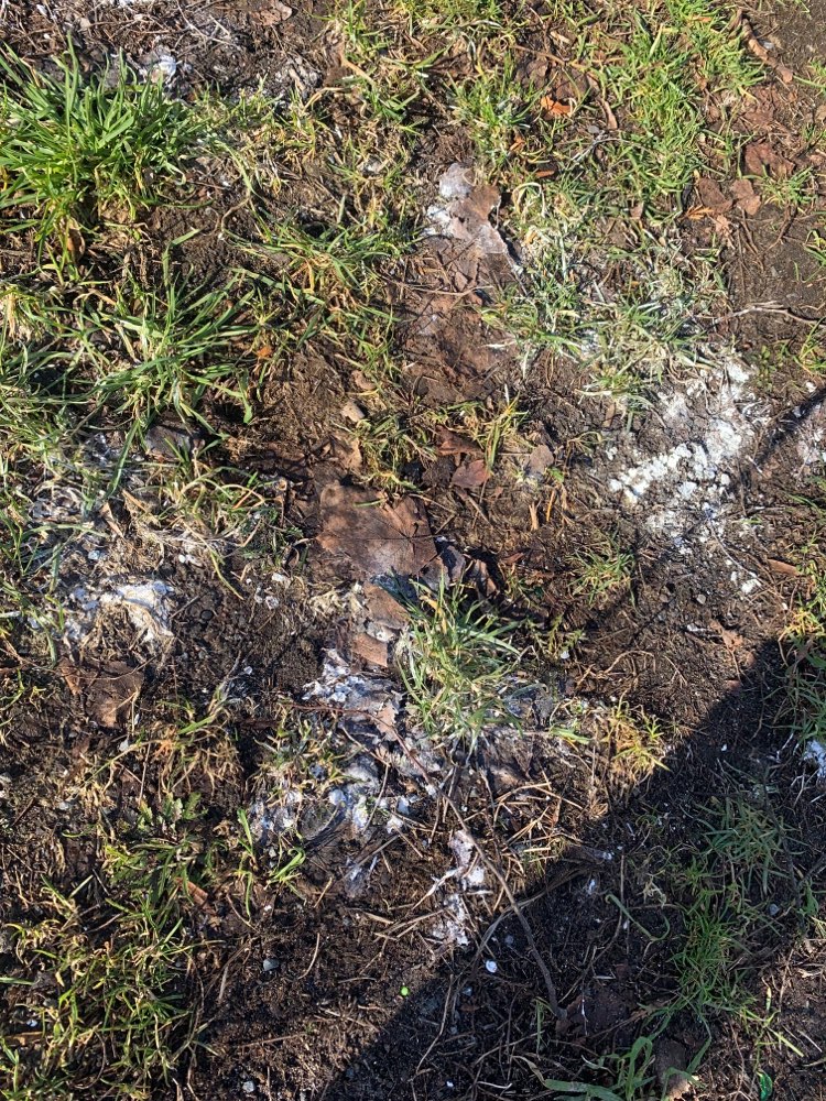 Giftköder-Weißes Pulver möglich Rattengift-Profilbild