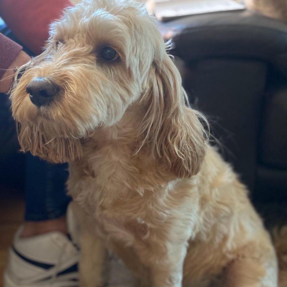 Suchmeldung-Mücke-Profilbild