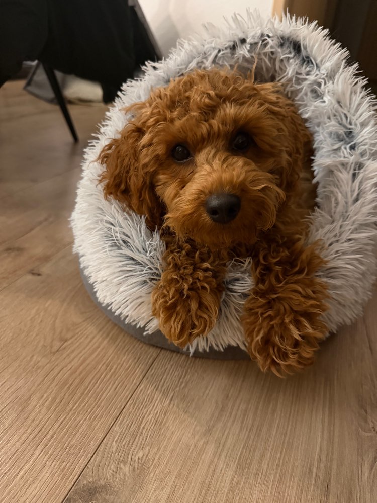 Hundetreffen-Welpentreffen-Profilbild