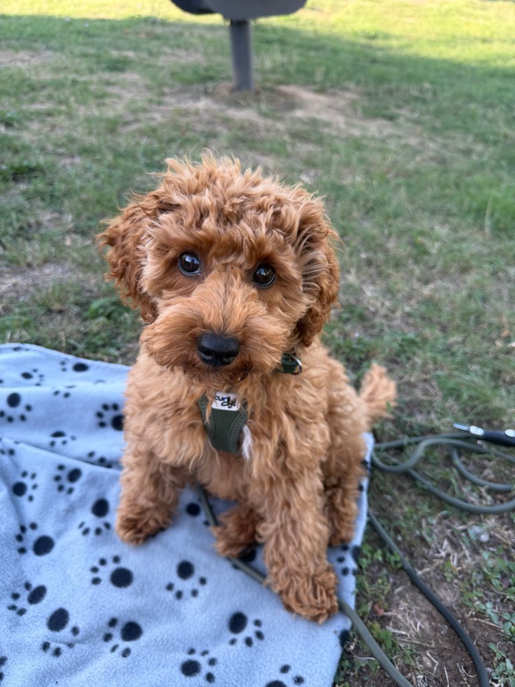 Hundetreffen-Welpentreffen/Spielrunde-Profilbild