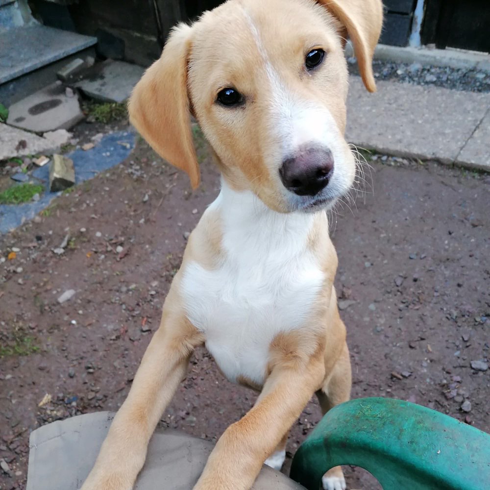 Hundetreffen-Welpentreffen in ilmenau-Profilbild