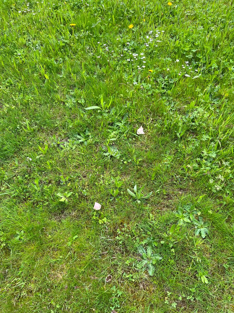 Giftköder-Fleischstücke-Profilbild