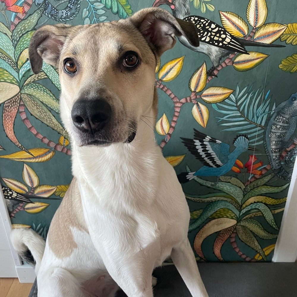 Hundetreffen-Hundebegegnungen / gemeinsames spazieren gehen-Profilbild