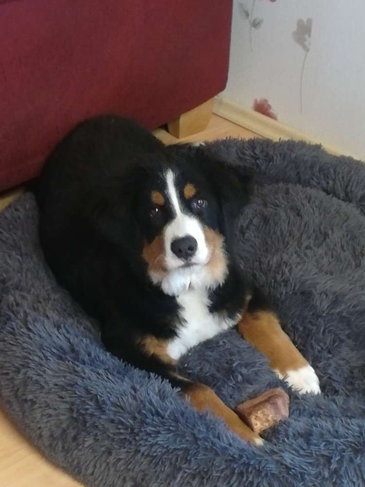 Hundetreffen-57614 Wahlrod-Profilbild