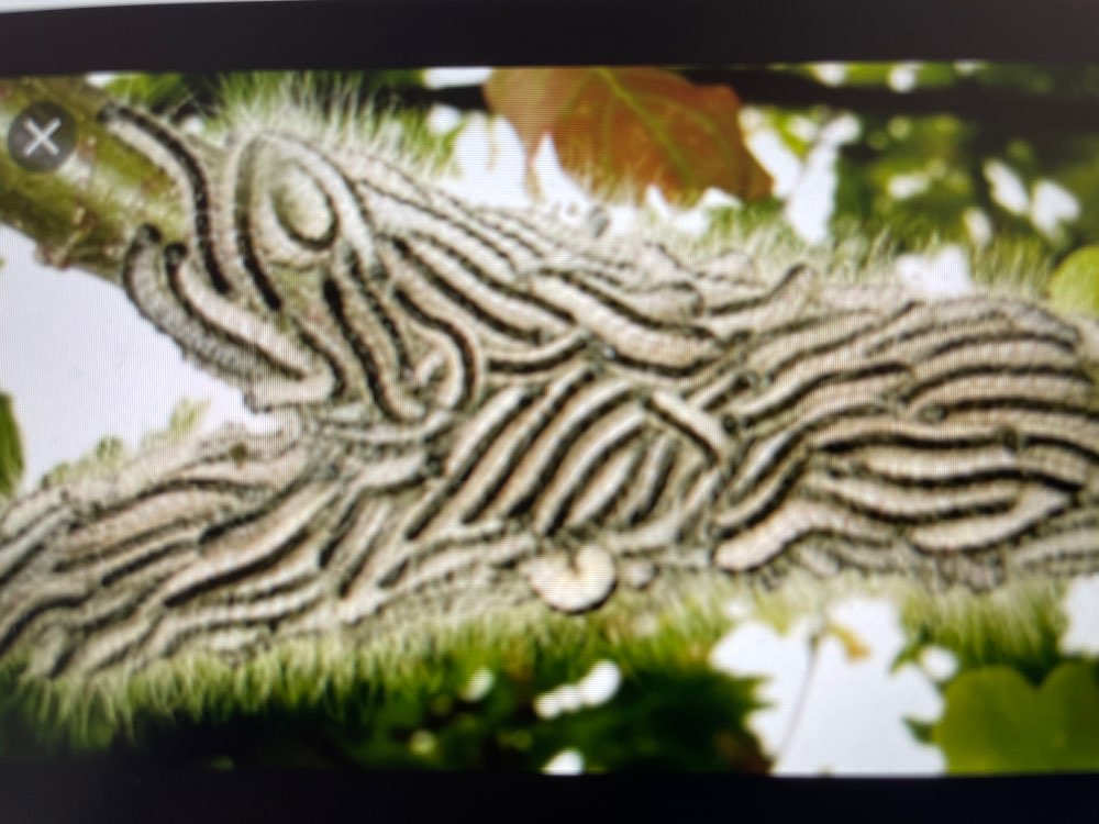 Giftköder-Eichenprozessionsspinner-Profilbild