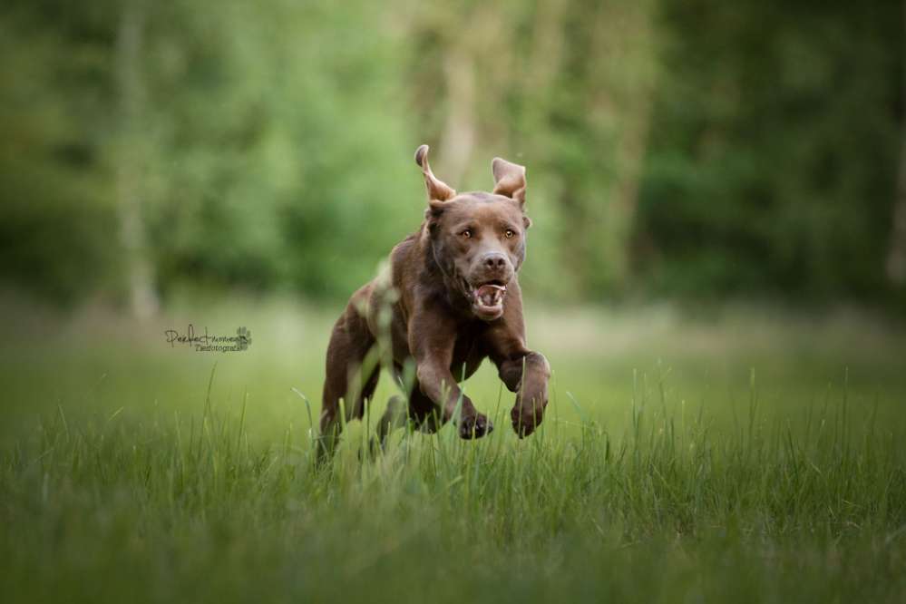 Hundetreffen-Social Walk / Gemeinsam trainieren-Profilbild