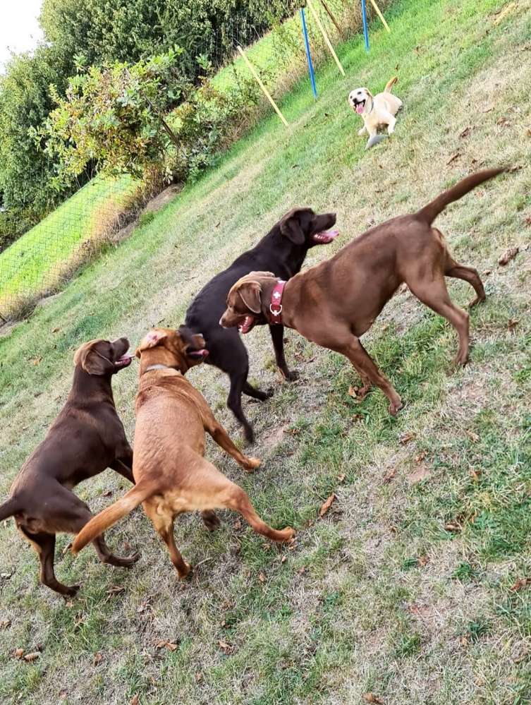 Spielgruppe für kleine Hunde Hundetreffen in 35083 Wetter (Hessen