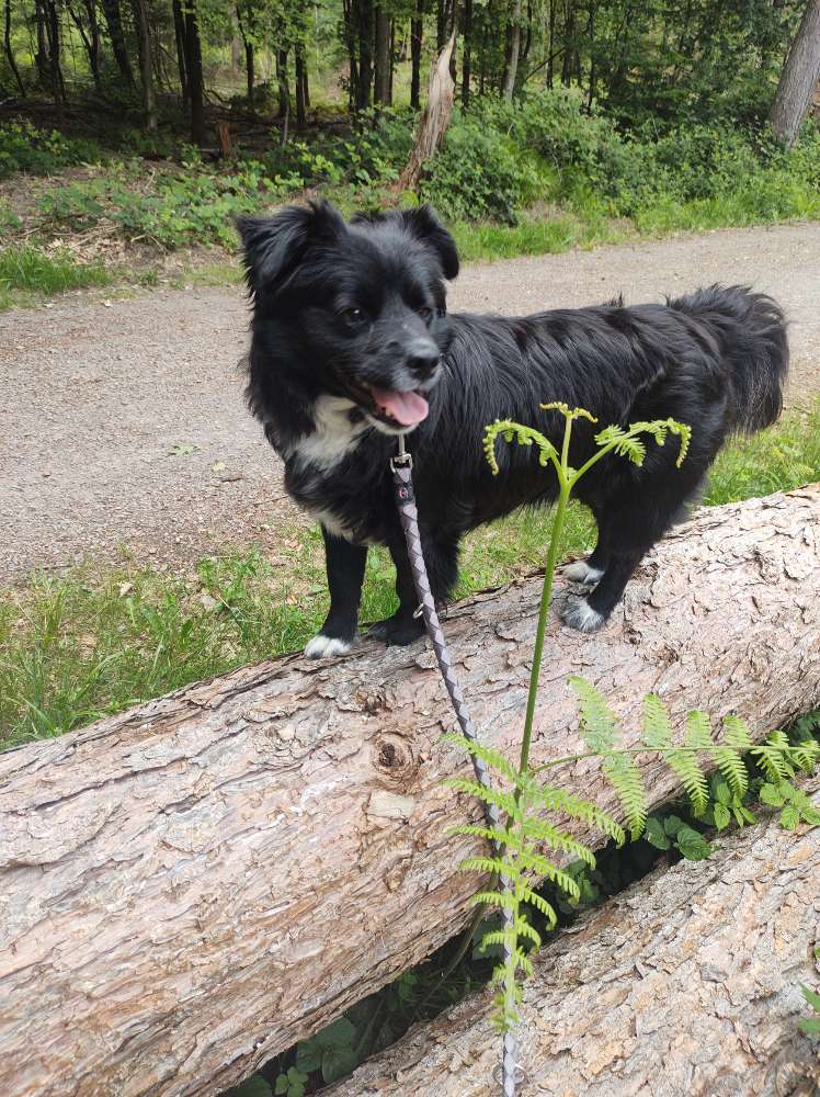 Hundetreffen-Suchen Hundefreundschaft für Spaziergänge im Veedel und Hundesitting-Profilbild