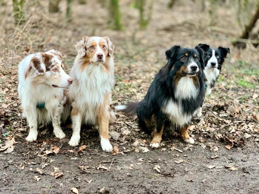 Hundetreffen-Aussietreff-Profilbild