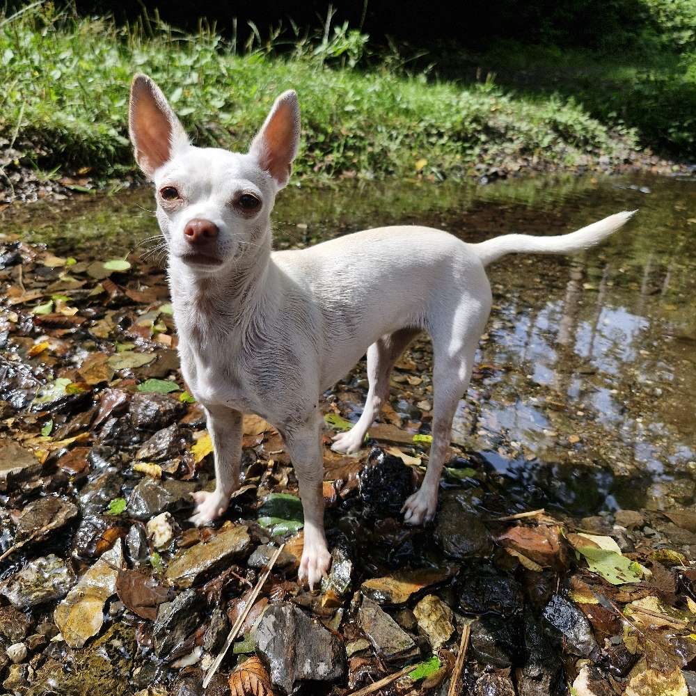 Hundetreffen-Mini-Treff-Profilbild